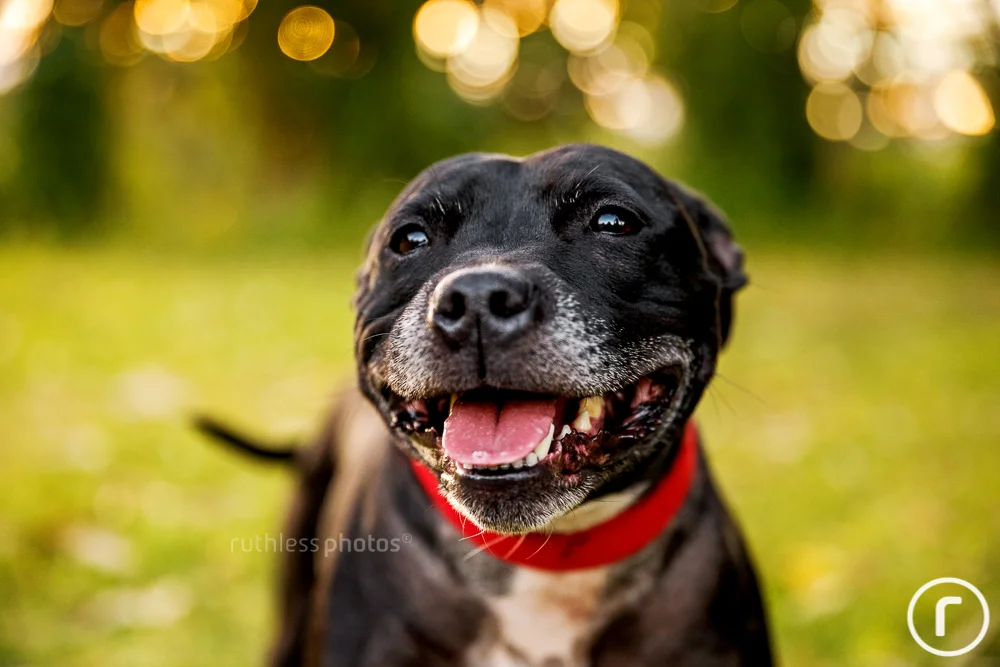 Staffy rescue deals
